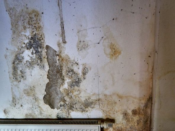 mold on basement wall in Arkansas