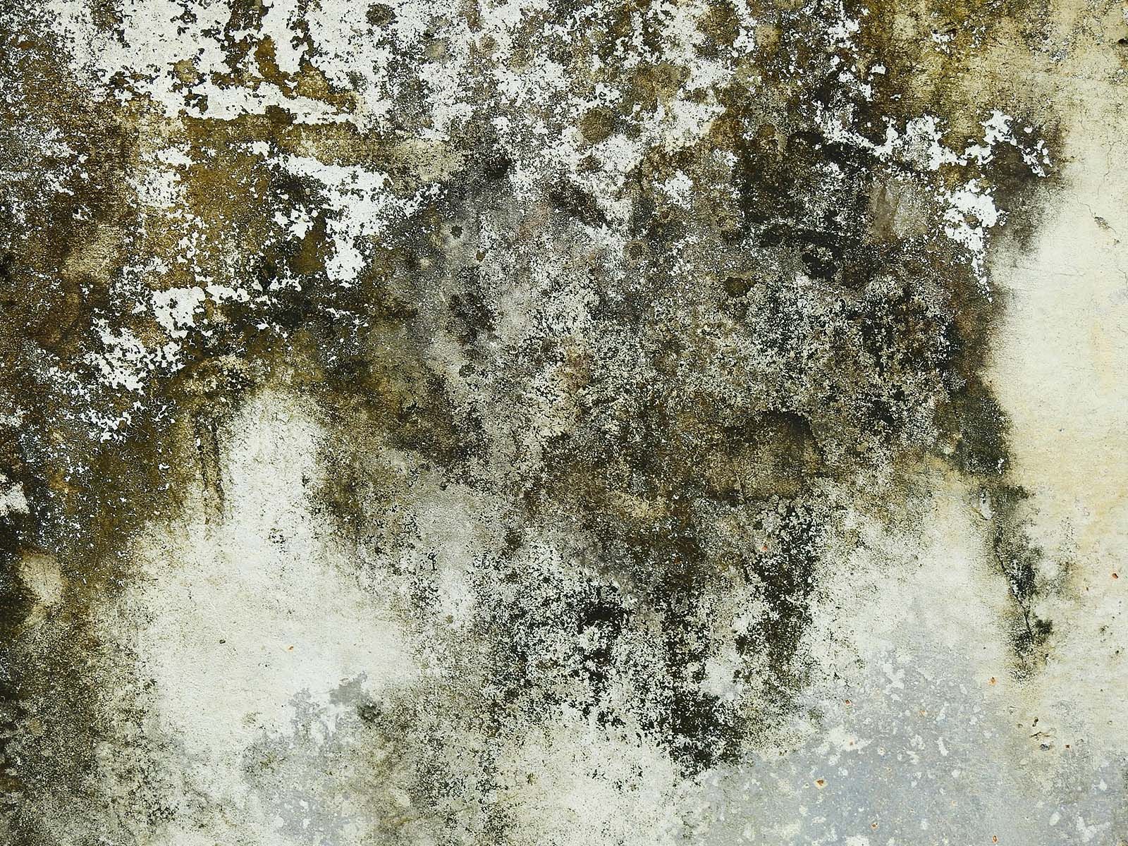 Mold on an interior foundation wall from wet basement