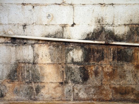 Mold in a basement in Chattanooga, TN