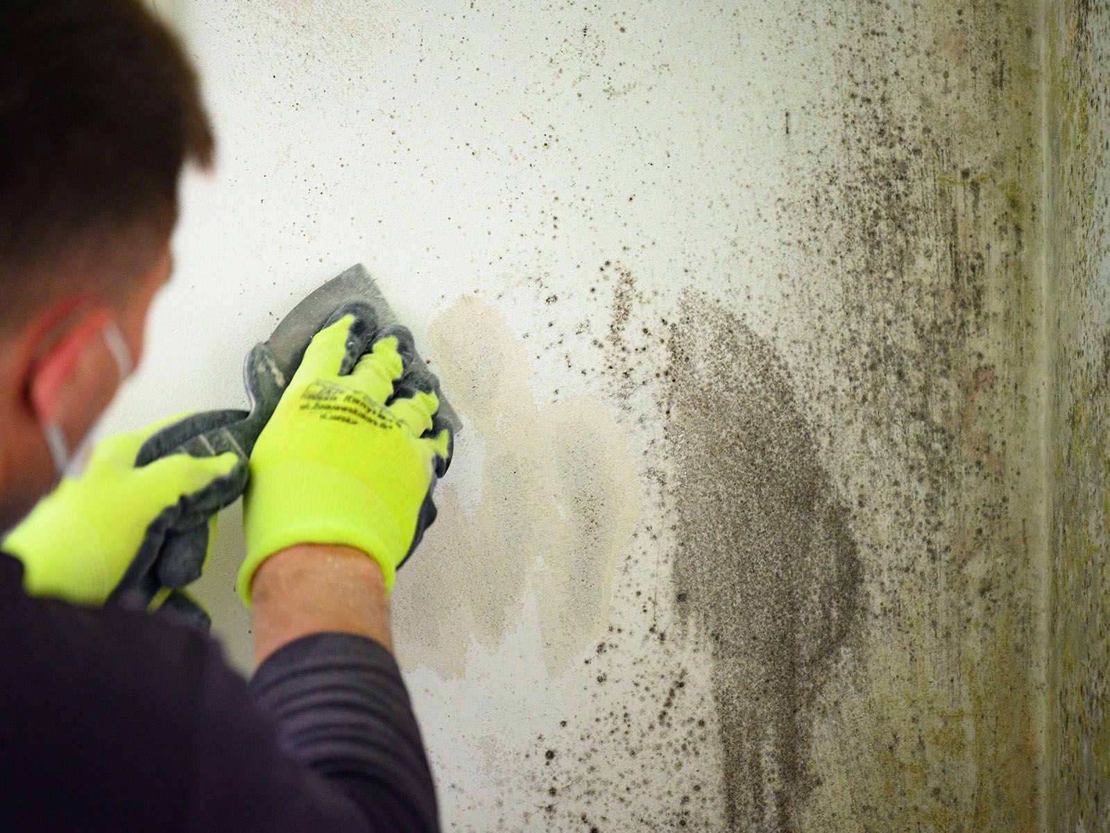 cleaning mold on basement wall