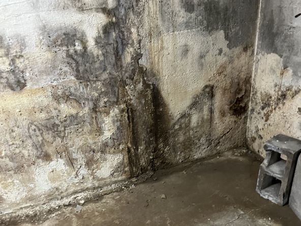 Mold in a Chattanooga basement