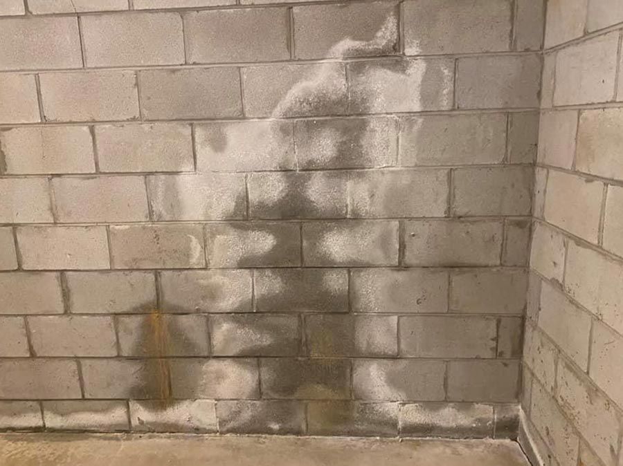 Basement Mold and Mildew Removal