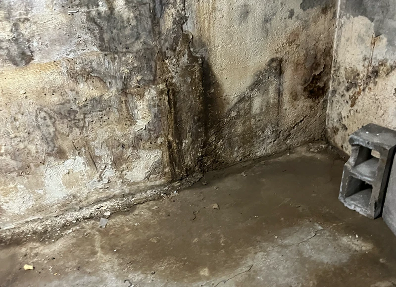 moldy basement wall