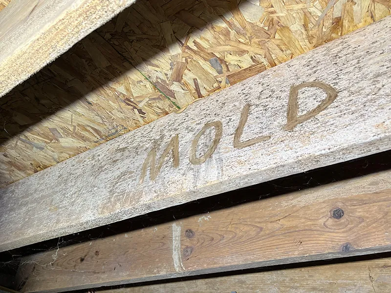 the word mold written into the mold in a crawl space